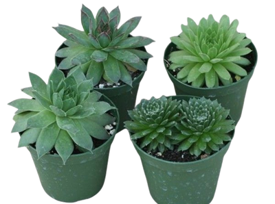 Hens and Chicks